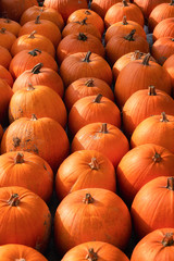 Rows of pumpkins at market. Harvest time for orange pumpkins