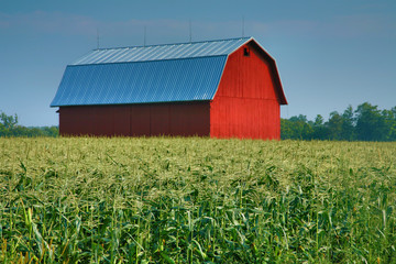 Cornfield And Red Barn