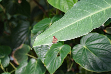 butterfly on leaf