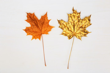 Two maple leaves, one natural yellow or orange, the other painted gold color on light concrete background. Autumn concept.