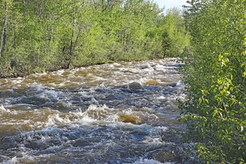 stream in forest