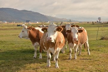 Fototapeta na wymiar Brown Cows on a field in Romania