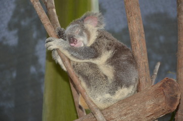 Sleeping koala on an eucalyptus tree