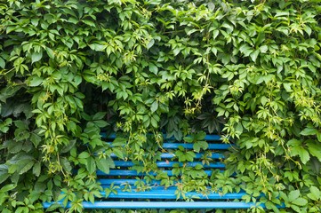 blue bench in the Park in the thickets of wild grapes