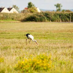 Stork hunting in a meadow in Burgenland austria