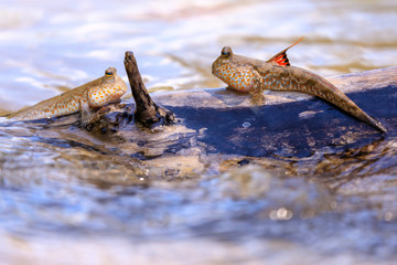 Mudskipper fishes standing on a branch