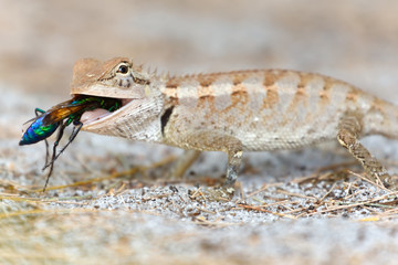 Lizard eating a colorful wasp