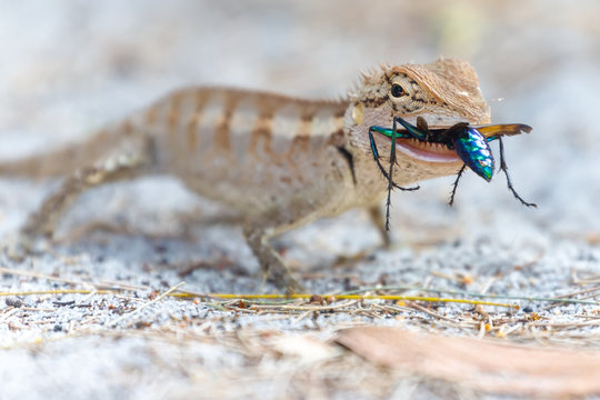 Lizard eating a colorful wasp