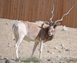 antelope in zoo