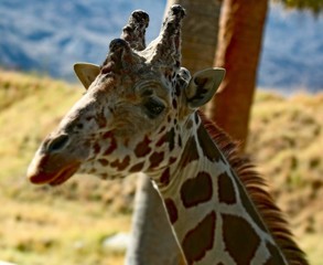 portrait of giraffe