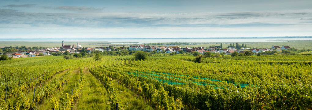 Neusiedlersee village of Rust am See with vineyards and lake in Austria