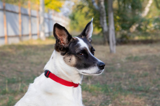 A portrait of a white dog with a black muzzle and ears in a red collar is made on nature.