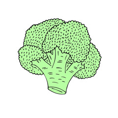 Vector hand drawn sketch green broccoli isolated on white background
