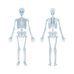 Skeleton. Human skeleton realistic vector illustration. Human skeleton front and back view. Bony system. Part of set.