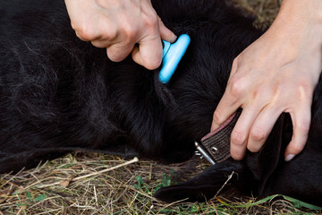 Female hand combs dog fur with a furminator outdoor.