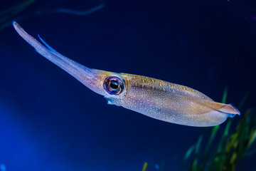 Bigfin reef squid (Sepioteuthis lessoniana) live in the deep seas of Indian Ocean and between Australia, New Zealand and Asia. A cephalopod, related to octopus an cuttlefish.  