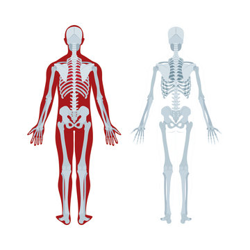 Skeleton. Human skeleton realistic vector illustration. Human skeleton back view. Bony system. Part of set.