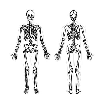 Skeleton. Human skeleton hand drawn vector illustration. Human skeleton front and back view. Bony system. Part of set.