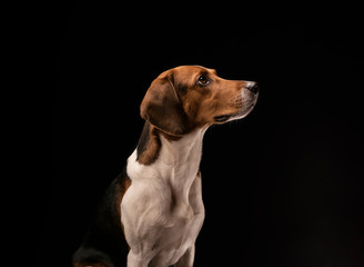Portrait of a hunting dog made in the studio on a black background. Male Estonian hound, three years old.