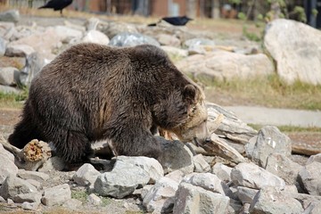 brown bear in zoo
