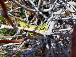 a grasshopper between the branches