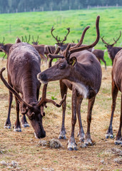 Naklejka na ściany i meble Reindeer Farm - Sustainable Ranching