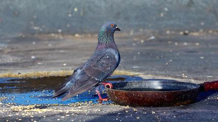 Pigeons close-up on a combined background