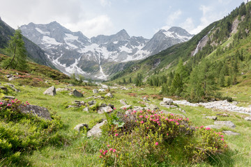 Berglandschaft mit Alpenrosen in Österreich