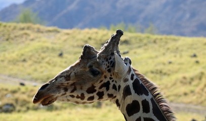 portrait of giraffe