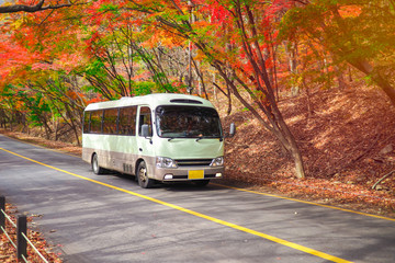 Naklejka na ściany i meble Tourist walking and Shuttle bus passing main road with scenery red and yellow maple tree during autumn in Naejangsan National Park.