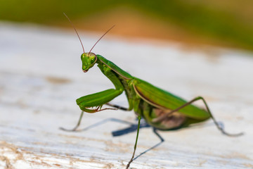 mantis. daylight. female. Shallow depth of field. macro shooting.