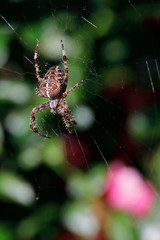 Gartenkreuzspinne, Araneus diadematus