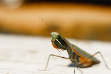 mantis. daylight. female. Shallow depth of field. macro shooting.