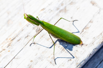 Obraz premium mantis. daylight. female. Shallow depth of field. macro shooting.