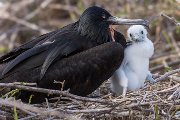 Male Magificient Frigatebird (Fregata magnificens) with chick on nest in the Galapagos Islands, Ecuador.