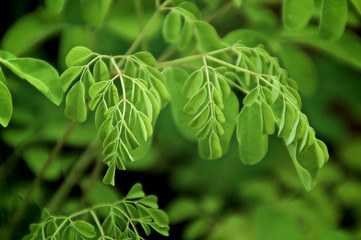 Close up of moringa tree leaves, with selective focus. Moringa is a food known as a superfood and dietary supplement. Also known as drumstick plant.