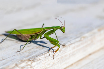 mantis. daylight. female. Shallow depth of field. macro shooting.