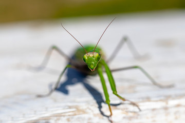 mantis. daylight. female. Shallow depth of field. macro shooting.