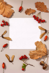 Autumn composition. Yellow autumn oak leaves, acorns, maple lionfish and hawthorn berries on a beige background