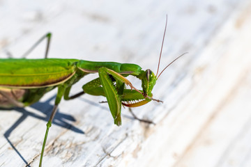 mantis. daylight. female. Shallow depth of field. macro shooting.