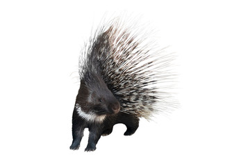 porcupine is isolated on a white