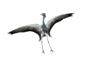 Dancing crane isolated on a white
