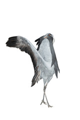 Dancing crane isolated on a white