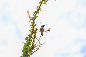 A hummingbird perched on the branch of an ocotillo cactus in the California desert