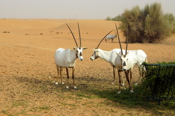 Dubai Desert