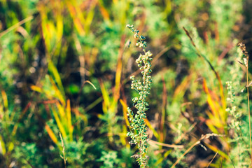 Green and yellow wild grass growing wild on the summer meadow.