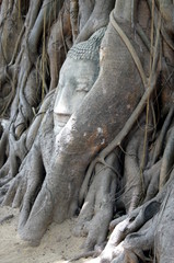 Banyan Tree Statue
