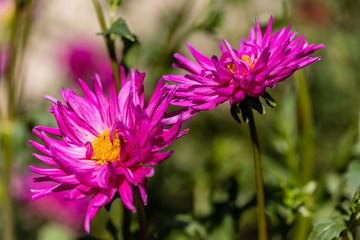 Fototapeta premium Dahlia flower called Dahlia Purple Gem, grown in a garden