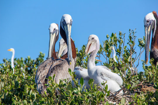 Brown pelicans and their chicks on a nest in Florida