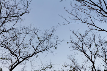 Drying tree with sunset time.